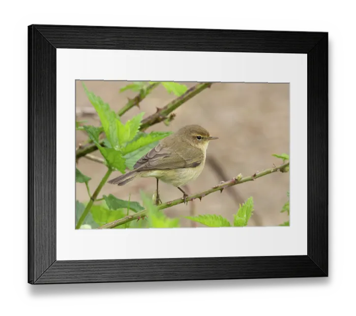 Framed Print : Common chiffchaff (Phylloscopus collybita) perched on branch, Norfolk, England, UK. April Framed Print : Common chiffchaff (Phylloscopus collybita) perched on branch, Norfolk, England, UK. April