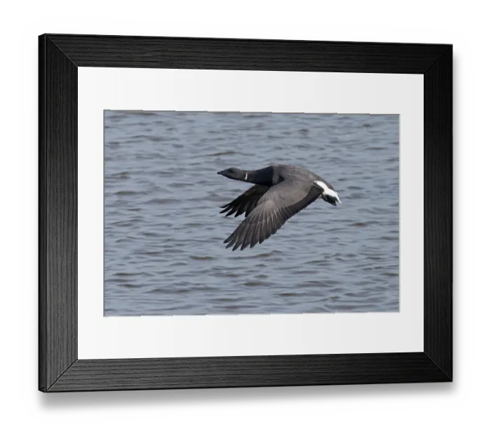 Framed Print : Dark-bellied brent goose (Branta bernicla bernicla) in flight over water, Norfolk, England, UK. April