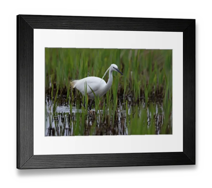 Framed Print : Little egret (Egretta garzetta) wading in shallow water, Suffolk, England, UK. March Framed Print : Little egret (Egretta garzetta) wading in shallow water, Suffolk, England, UK. March
