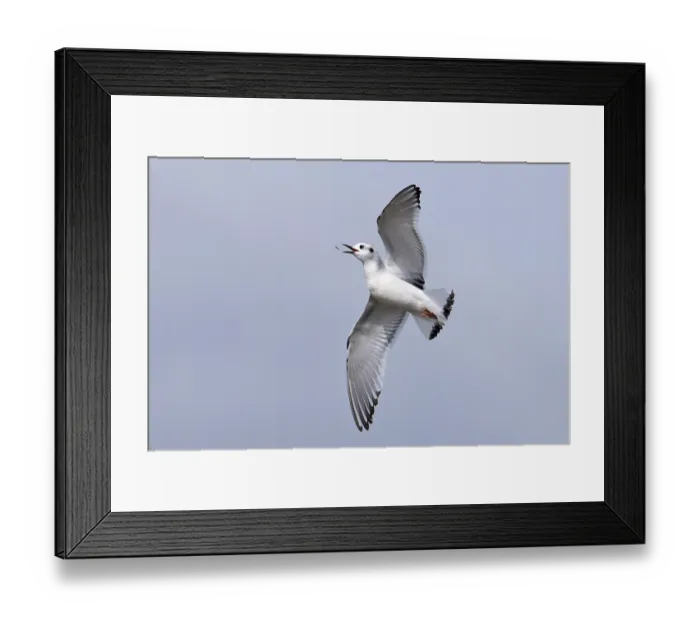 Framed Print : Little gull (Larus minutus) in flight feeding on insects, Frampton, Lincolnshire, England, UK. April Framed Print : Little gull (Larus minutus) in flight feeding on insects, Frampton, Lincolnshire, England, UK. April