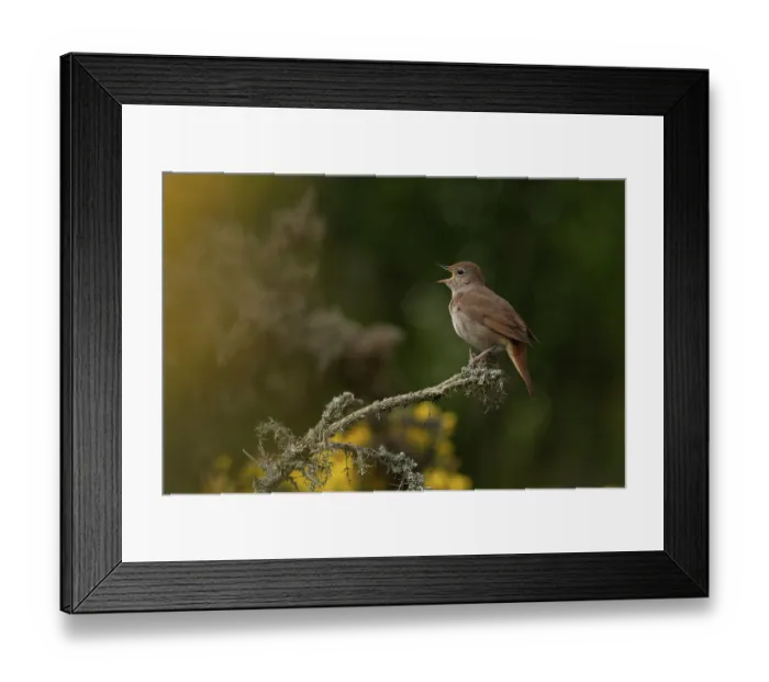 Framed Print : Nightingale (Luscinia megarhynchos) perched on branch singing, Westleton Heath, Suffolk, England, UK. April Framed Print : Nightingale (Luscinia megarhynchos) perched on branch singing, Westleton Heath, Suffolk, England, UK. April