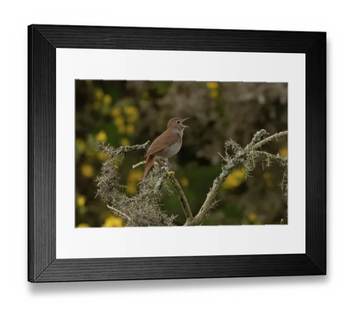 Framed Print : Nightingale (Luscinia megarhynchos) perched on branch singing, Westleton Heath, Suffolk, England, UK. April Framed Print : Nightingale (Luscinia megarhynchos) perched on branch singing, Westleton Heath, Suffolk, England, UK. April