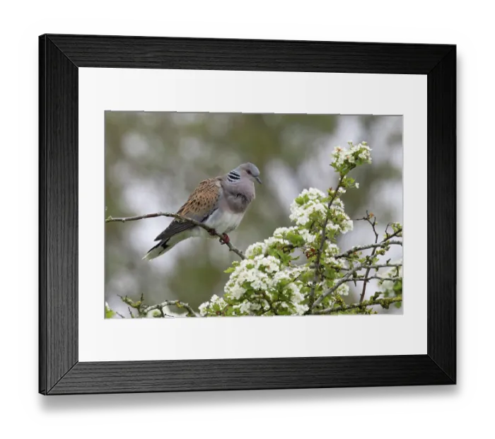 Framed Print : Turtle dove (Streptopelia turtur) perched on tree among white blossom cooing, Snettisham, Norfolk, England, May Framed Print : Turtle dove (Streptopelia turtur) perched on tree among white blossom cooing, Snettisham, Norfolk, England, May