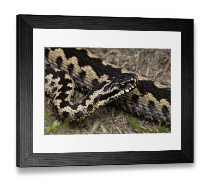 Framed Print : Adder (Vipera berus) portrait, Suffolk, England, UK. April