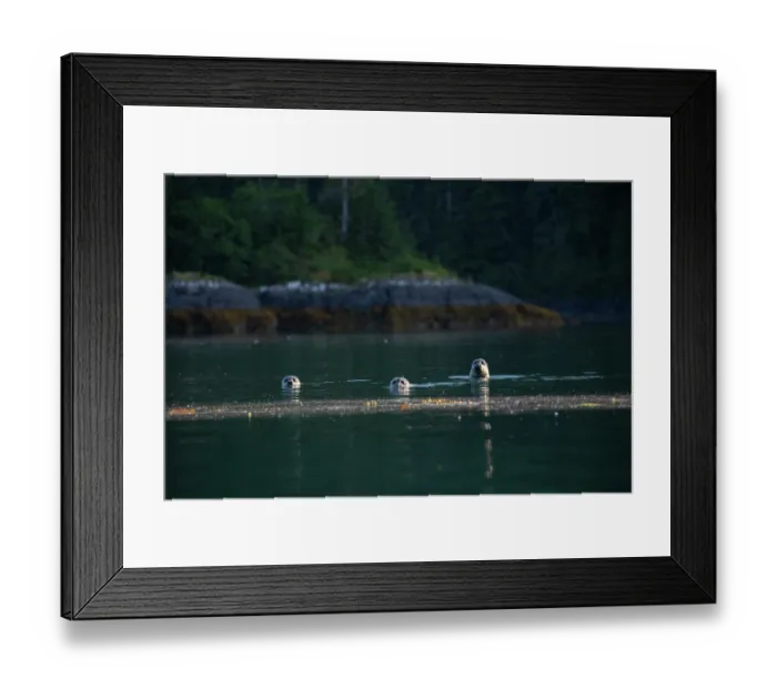 Framed Print : Three Harbor seals (Phoca vitulina) in water, Otter Bay, Prince William Sound, Alaska, USA. July Framed Print : Three Harbor seals (Phoca vitulina) in water, Otter Bay, Prince William Sound, Alaska, USA. July