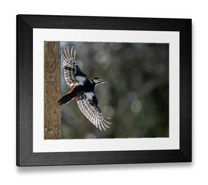 Framed Print : Great spotted woodpecker (Picoides major) female in flight, Bavaria, Germany. January
