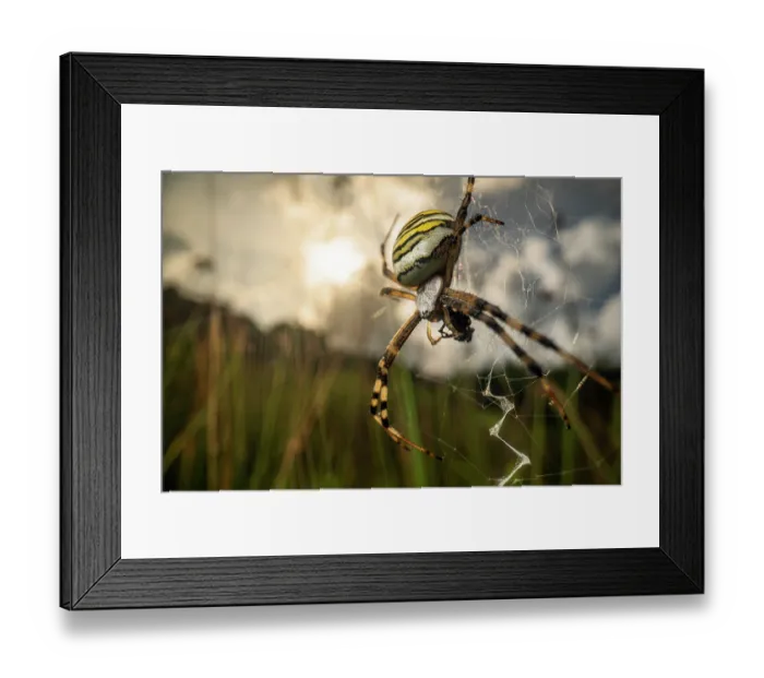 Framed Print : Wasp spider (Argiope bruennichi) female in its web feeding on prey in a meadow at sunset, Lucerne, Switzerland. August Framed Print : Wasp spider (Argiope bruennichi) female in its web feeding on prey in a meadow at sunset, Lucerne, Switzerland. August