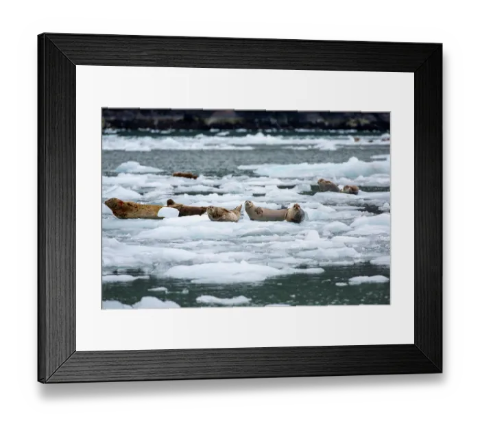 Framed Print : Harbor seals (Phoca vitulina) resting on glacial ice, Nassau Fjord, Prince William Sound, Alaska, USA. July Framed Print : Harbor seals (Phoca vitulina) resting on glacial ice, Nassau Fjord, Prince William Sound, Alaska, USA. July