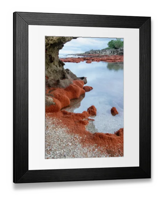 Framed Print : Christmas Island red crab (Gecarcoidea natalis) hatchlings piling up on the shores of Christmas Island, Indian Ocean Framed Print : Christmas Island red crab (Gecarcoidea natalis) hatchlings piling up on the shores of Christmas Island, Indian Ocean
