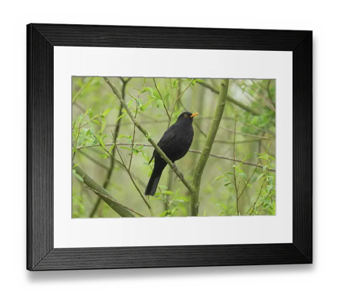 Framed Print : Blackbird (Turdus mercula) male, perched in tree, Norfolk, England, UK. April Framed Print : Blackbird (Turdus mercula) male, perched in tree, Norfolk, England, UK. April