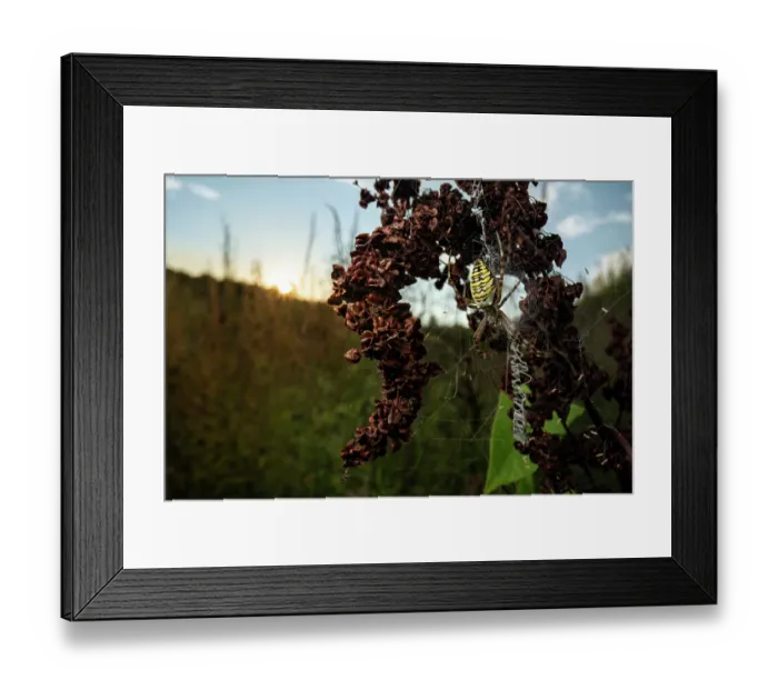 Framed Print : Wasp spider (Argiope bruennichi) female, on its web in a meadow at sunset, Thurgau, Switzerland. August Framed Print : Wasp spider (Argiope bruennichi) female, on its web in a meadow at sunset, Thurgau, Switzerland. August