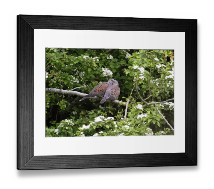 Framed Print : Turtle doves (Streptopelia turtur) pair perched in tree after mating, Snettisham, Norfolk, England, UK. May Framed Print : Turtle doves (Streptopelia turtur) pair perched in tree after mating, Snettisham, Norfolk, England, UK. May
