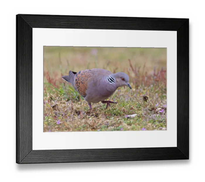 Framed Print : Turtle dove (Streptopelia turtur) on the ground looking for nesting material, Snettisham, Norfolk, England, UK. May Framed Print : Turtle dove (Streptopelia turtur) on the ground looking for nesting material, Snettisham, Norfolk, England, UK. May