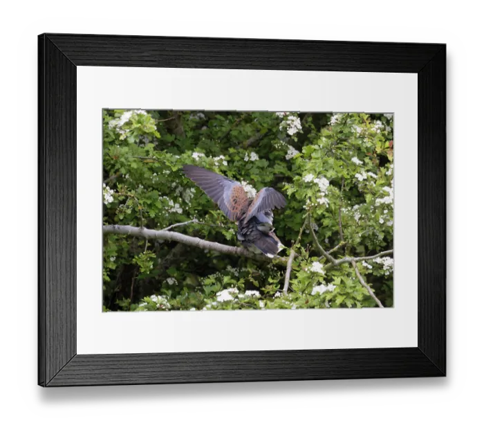 Framed Print : Turtle doves (Streptopelia turtur) pair perched in tree mating, Snettisham, Norfolk, England, UK. May Framed Print : Turtle doves (Streptopelia turtur) pair perched in tree mating, Snettisham, Norfolk, England, UK. May