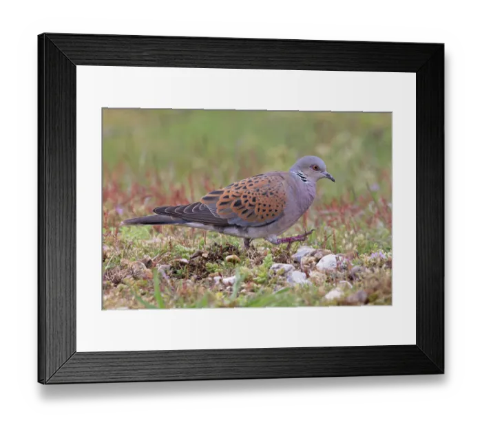 Framed Print : Turtle dove (Streptopelia turtur) on the ground looking for nesting material, Snettisham, Norfolk, England, UK. May Framed Print : Turtle dove (Streptopelia turtur) on the ground looking for nesting material, Snettisham, Norfolk, England, UK. May