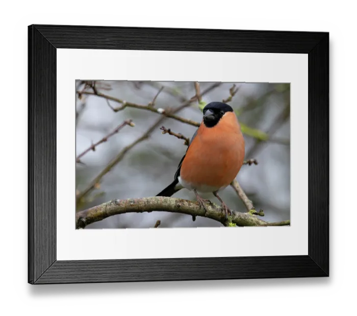 Framed Print : RF - Bullfinch (Pyrrhula pyrrhula) male, perched on branch, Norfolk, England, UK. March. (This image may be licensed either as rights managed or royalty free.) Framed Print : RF - Bullfinch (Pyrrhula pyrrhula) male, perched on branch, Norfolk, England, UK. March. (This image may be licensed either as rights managed or royalty free.)
