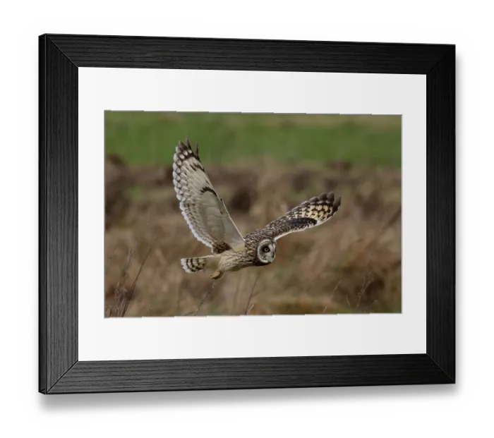 Framed Print : RF - Short-eared owl (Asio flammeus) in flight, St Benet's Abbey, Norfolk, England, UK. February. (This image may be licensed either as rights managed or royalty free.) Framed Print : RF - Short-eared owl (Asio flammeus) in flight, St Benet's Abbey, Norfolk, England, UK. February. (This image may be licensed either as rights managed or royalty free.)