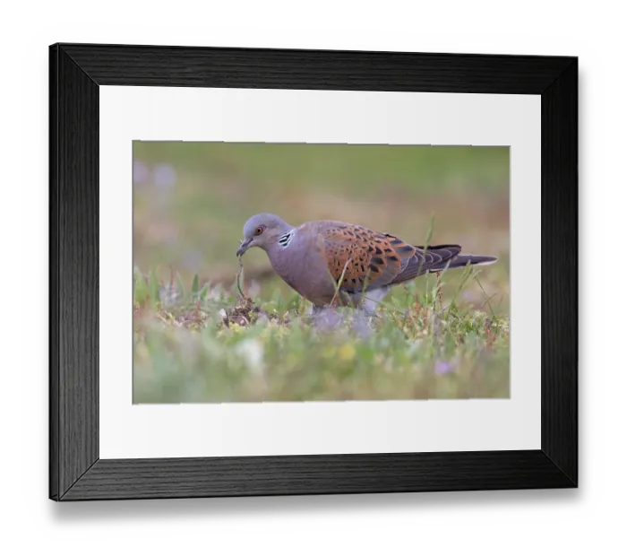 Framed Print : Turtle dove (Streptopelia turtur) on the ground looking for nesting material, Snettisham, Norfolk, England, UK. May Framed Print : Turtle dove (Streptopelia turtur) on the ground looking for nesting material, Snettisham, Norfolk, England, UK. May
