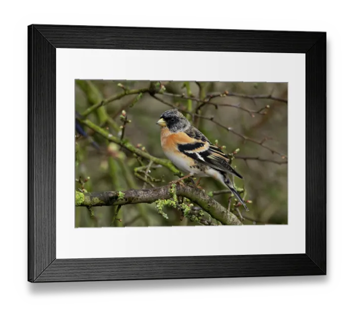 Framed Print : RF - Brambling (Fringilla montifringilla) perched on branch, Norfolk, England, UK. March. (This image may be licensed either as rights managed or royalty free.) Framed Print : RF - Brambling (Fringilla montifringilla) perched on branch, Norfolk, England, UK. March. (This image may be licensed either as rights managed or royalty free.)