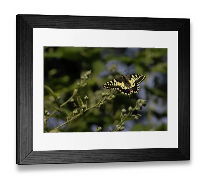 Framed Print : Swallowtail (Papilio machaon) in flight, Norfolk, England, UK. June