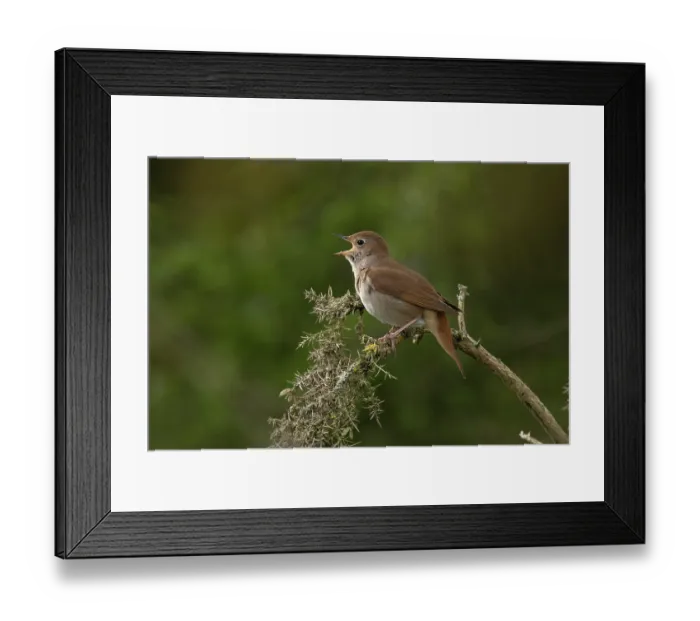 Framed Print : RF - Nightingale (Luscinia megarhynchos) perched on branch, singing, Westleton Heath, Suffolk, England, UK. April Framed Print : RF - Nightingale (Luscinia megarhynchos) perched on branch, singing, Westleton Heath, Suffolk, England, UK. April