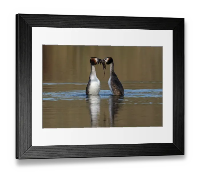 Framed Print : RF - Great crested grebes (Podiceps cristatus) pair performing weed dance courtship display, Norfolk, England, UK. February