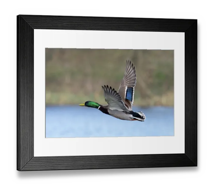 Framed Print : RF - Mallard (Anas platyrhynchos) drake in flight, Whitlingham Country Park, Norfolk, England, UK. March. (This image may be licensed either as rights managed or royalty free.) Framed Print : RF - Mallard (Anas platyrhynchos) drake in flight, Whitlingham Country Park, Norfolk, England, UK. March. (This image may be licensed either as rights managed or royalty free.)