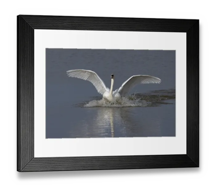 Framed Print : RF - Mute swan (Cygnus olor) landing on water, Norfolk, England, UK. February. (This image may be licensed either as rights managed or royalty free.) Framed Print : RF - Mute swan (Cygnus olor) landing on water, Norfolk, England, UK. February. (This image may be licensed either as rights managed or royalty free.)