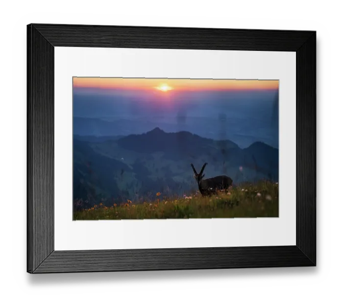 Framed Print : Ibex (Capra ibex) juvenile male, standing in wildflower meadow in the mountains at sunset, Lucerne, Switzerland. August Framed Print : Ibex (Capra ibex) juvenile male, standing in wildflower meadow in the mountains at sunset, Lucerne, Switzerland. August