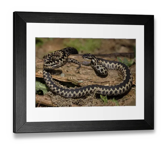 Framed Print : RF - Two Adder (Vipera berus) males, fighting, Suffolk, England, UK. April. (This image may be licensed either as rights managed or royalty free.) Framed Print : RF - Two Adder (Vipera berus) males, fighting, Suffolk, England, UK. April. (This image may be licensed either as rights managed or royalty free.)