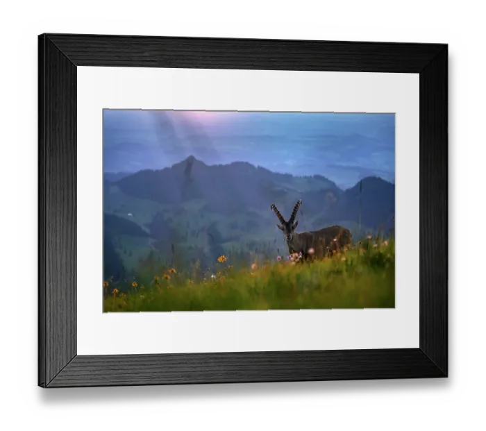 Framed Print : Ibex (Capra ibex) juvenile male, standing in wildflower meadow in the mountains at sunset, Lucerne, Switzerland. August Framed Print : Ibex (Capra ibex) juvenile male, standing in wildflower meadow in the mountains at sunset, Lucerne, Switzerland. August