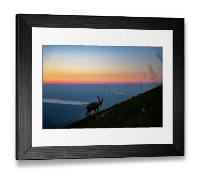 Framed Print : Ibex (Capra ibex) male walking up mountainside, silhouetted at sunset, Lucerne, Switzerland. August Framed Print : Ibex (Capra ibex) male walking up mountainside, silhouetted at sunset, Lucerne, Switzerland. August