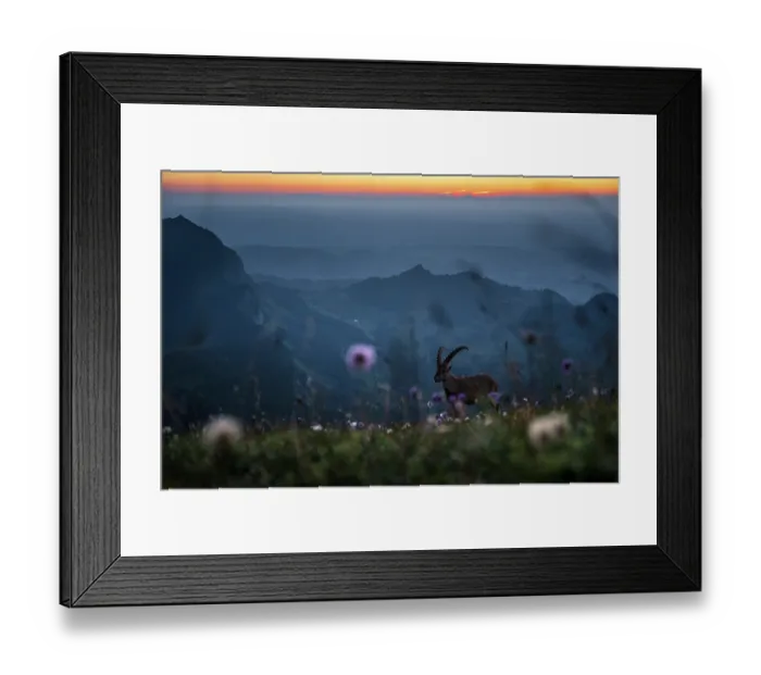 Framed Print : Ibex (Capra ibex) juvenile male, standing in wildflower meadow in the mountains at sunset, Lucerne, Switzerland. August