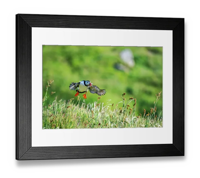 Framed Print : Puffin (Fratercula arctica) taking flight from grassy clifftop, Lunga, Isle of Mull, Scotland, UK. June Framed Print : Puffin (Fratercula arctica) taking flight from grassy clifftop, Lunga, Isle of Mull, Scotland, UK. June