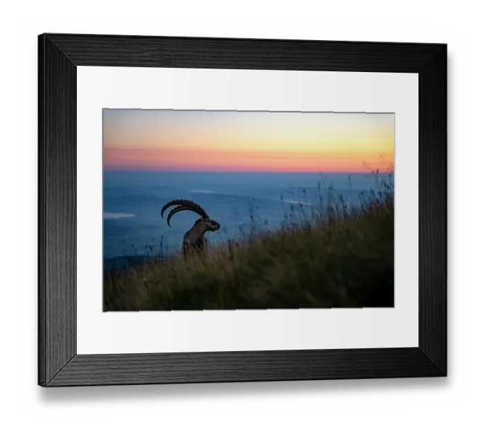 Framed Print : Ibex (Capra ibex) male standing on mountainside at sunset Lucerne, Switzerland. August