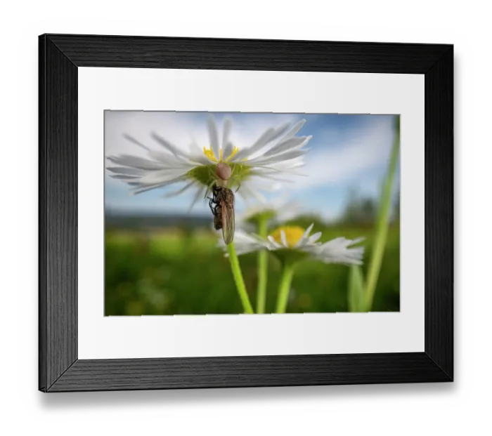 Framed Print : RF - Crab spider (Misumena vatia) juvenile under a flower with fly prey, Thurgau, Switzerland. August. (This image may be licensed either as rights managed or royalty free.) Framed Print : RF - Crab spider (Misumena vatia) juvenile under a flower with fly prey, Thurgau, Switzerland. August. (This image may be licensed either as rights managed or royalty free.)