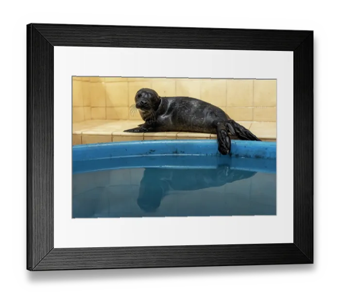 Framed Print : Common seal (Phoca vitulina) orphaned pup next to its swimming pool in a wildlife sanctuary, Shetland Islands, Scotland, UK. June. Captive Framed Print : Common seal (Phoca vitulina) orphaned pup next to its swimming pool in a wildlife sanctuary, Shetland Islands, Scotland, UK. June. Captive