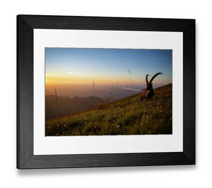 Framed Print : Ibex (Capra ibex) male standing on mountainside at sunset, Lucerne, Switzerland. August Framed Print : Ibex (Capra ibex) male standing on mountainside at sunset, Lucerne, Switzerland. August