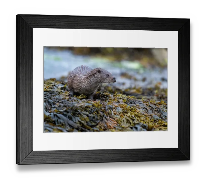 Framed Print : Eurasian otter (Lutra lutra) resting on kelp covered rocks, Hillswick, Shetland Islands, Scotland, UK. June Framed Print : Eurasian otter (Lutra lutra) resting on kelp covered rocks, Hillswick, Shetland Islands, Scotland, UK. June