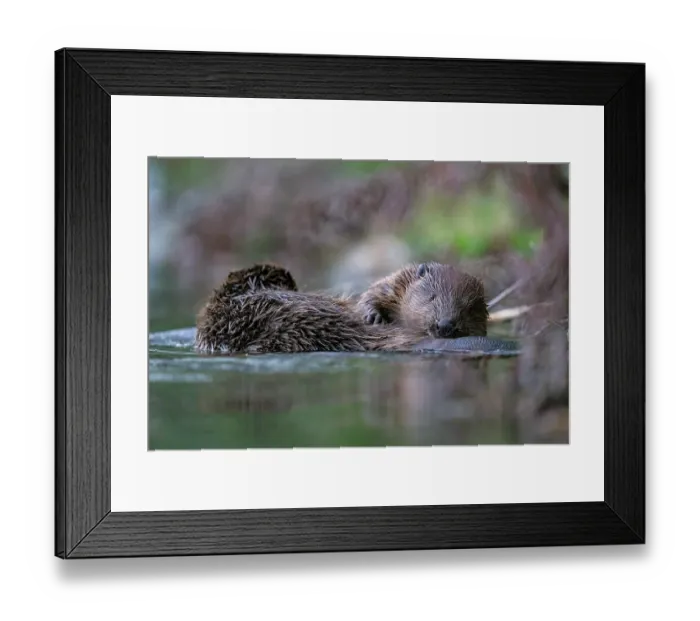 Framed Print : Two Eurasian beavers (Castor fiber) allogrooming at edge of river, Lucerne, Switzerland. July