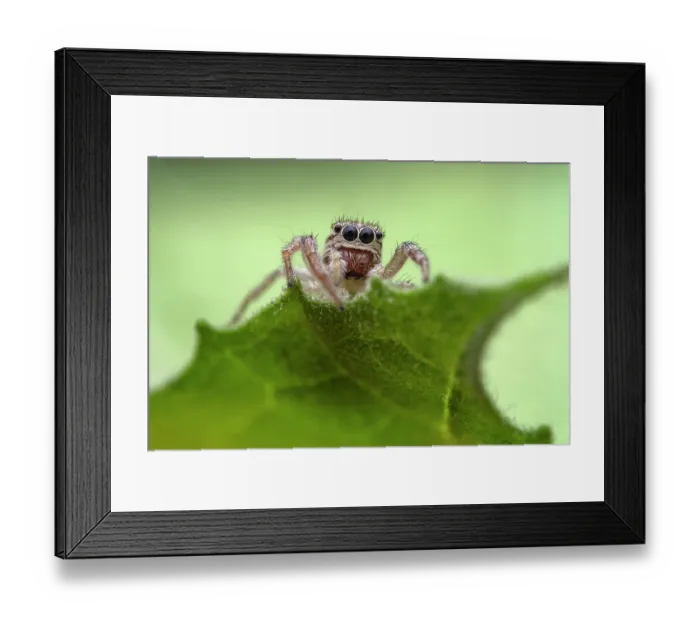 Framed Print : RF - Jumping spider (Icius subinermis) female peering over the edge of a leaf, Lucerne, Switzerland. August. Focus stacked Framed Print : RF - Jumping spider (Icius subinermis) female peering over the edge of a leaf, Lucerne, Switzerland. August. Focus stacked