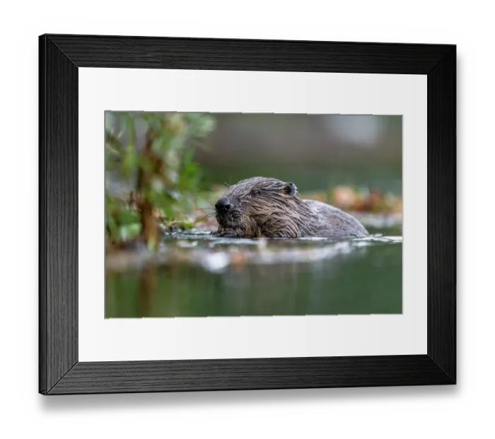 Framed Print : Eurasian beaver (Castor fiber) feeding on leaves in a river at sunset, Lucerne, Switzerland. August Framed Print : Eurasian beaver (Castor fiber) feeding on leaves in a river at sunset, Lucerne, Switzerland. August