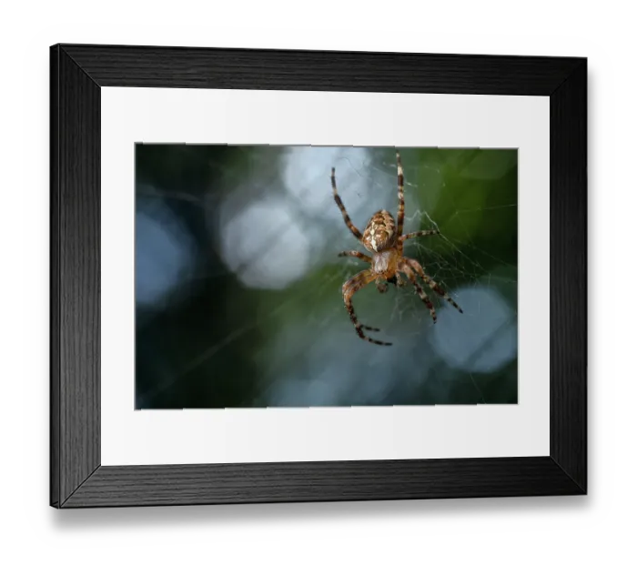 Framed Print : RF - Orbweaver spider (Araneus diadematus) male on its web feeding on prey, Lucerne, Switzerland. August. (This image may be licensed either as rights managed or royalty free.) Framed Print : RF - Orbweaver spider (Araneus diadematus) male on its web feeding on prey, Lucerne, Switzerland. August. (This image may be licensed either as rights managed or royalty free.)