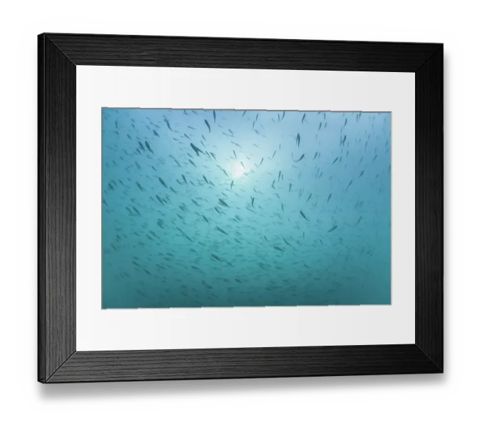 Framed Print : RF - Large shoal of European perch (Perca fluviatilis) in Lake Annecy, Haute-Savoie, France. (This image may be licensed either as rights managed or royalty free.) Framed Print : RF - Large shoal of European perch (Perca fluviatilis) in Lake Annecy, Haute-Savoie, France. (This image may be licensed either as rights managed or royalty free.)