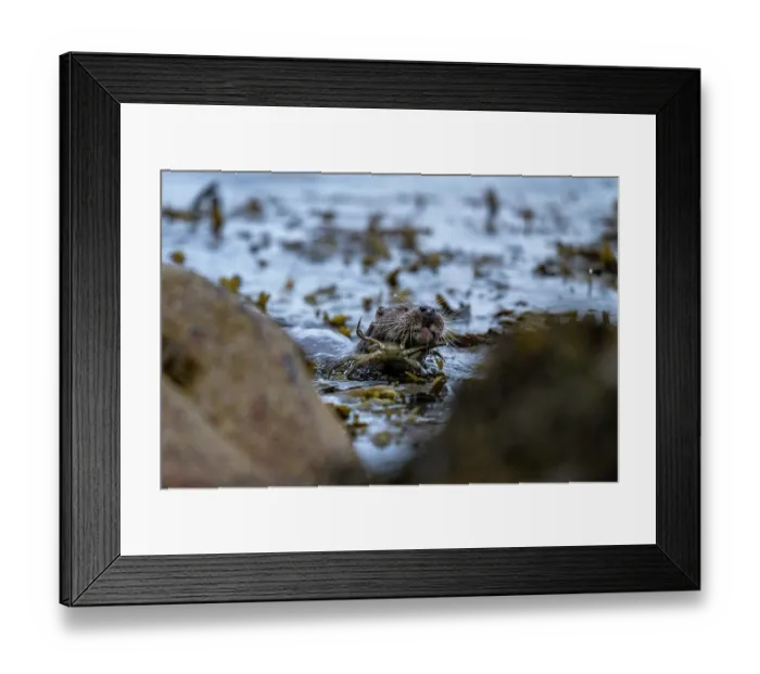 Framed Print : Eurasian otter (Lutra lutra) fishing for crab prey, Hillswick, Shetland Islands, Scotland, UK. June Framed Print : Eurasian otter (Lutra lutra) fishing for crab prey, Hillswick, Shetland Islands, Scotland, UK. June