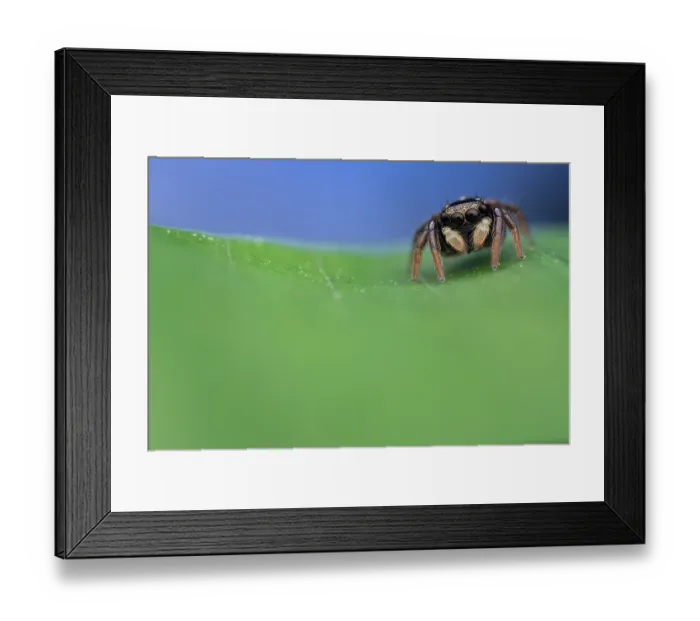 Framed Print : RF - Jumping spider (Corythalia sp.) male on a leaf, Osa Peninsula, Costa Rica. Focus stacked. (This image may be licensed either as rights managed or royalty free.)