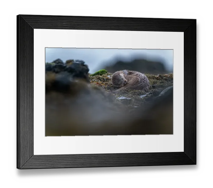 Framed Print : Eurasian otter (Lutra lutra) resting on kelp covered rocks grooming in the rain, Hillswick, Shetland Islands, Scotland, UK. June Framed Print : Eurasian otter (Lutra lutra) resting on kelp covered rocks grooming in the rain, Hillswick, Shetland Islands, Scotland, UK. June