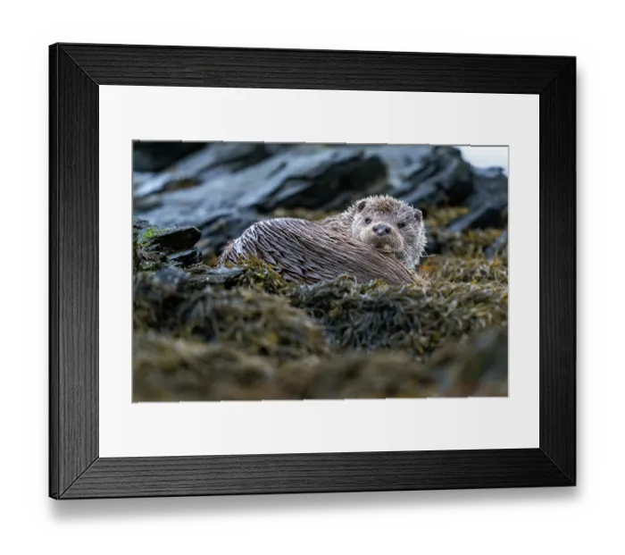 Framed Print : Eurasian otter (Lutra lutra) resting on kelp covered rocks, Hillswick, Shetland Islands, Scotland, UK. June Framed Print : Eurasian otter (Lutra lutra) resting on kelp covered rocks, Hillswick, Shetland Islands, Scotland, UK. June