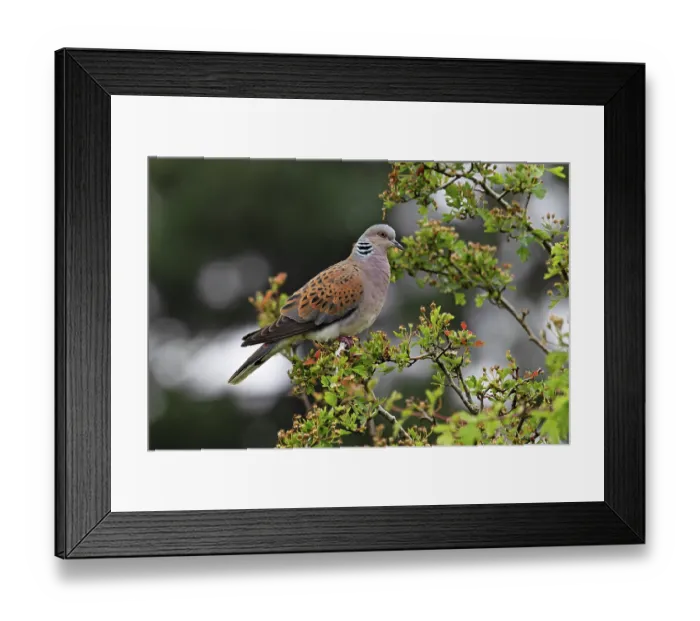 Framed Print : Turtle dove (Streptopelia turtur) perched in tree, Snettisham, Norfolk, England, UK. May Framed Print : Turtle dove (Streptopelia turtur) perched in tree, Snettisham, Norfolk, England, UK. May