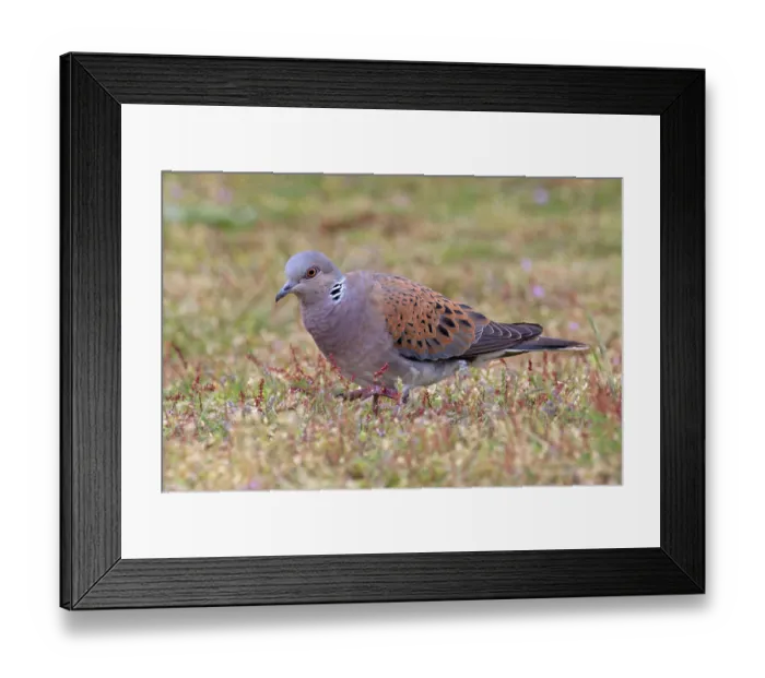 Framed Print : Turtle dove (Streptopelia turtur) on the ground looking for nesting material, Snettisham, Norfolk, England, UK. May Framed Print : Turtle dove (Streptopelia turtur) on the ground looking for nesting material, Snettisham, Norfolk, England, UK. May